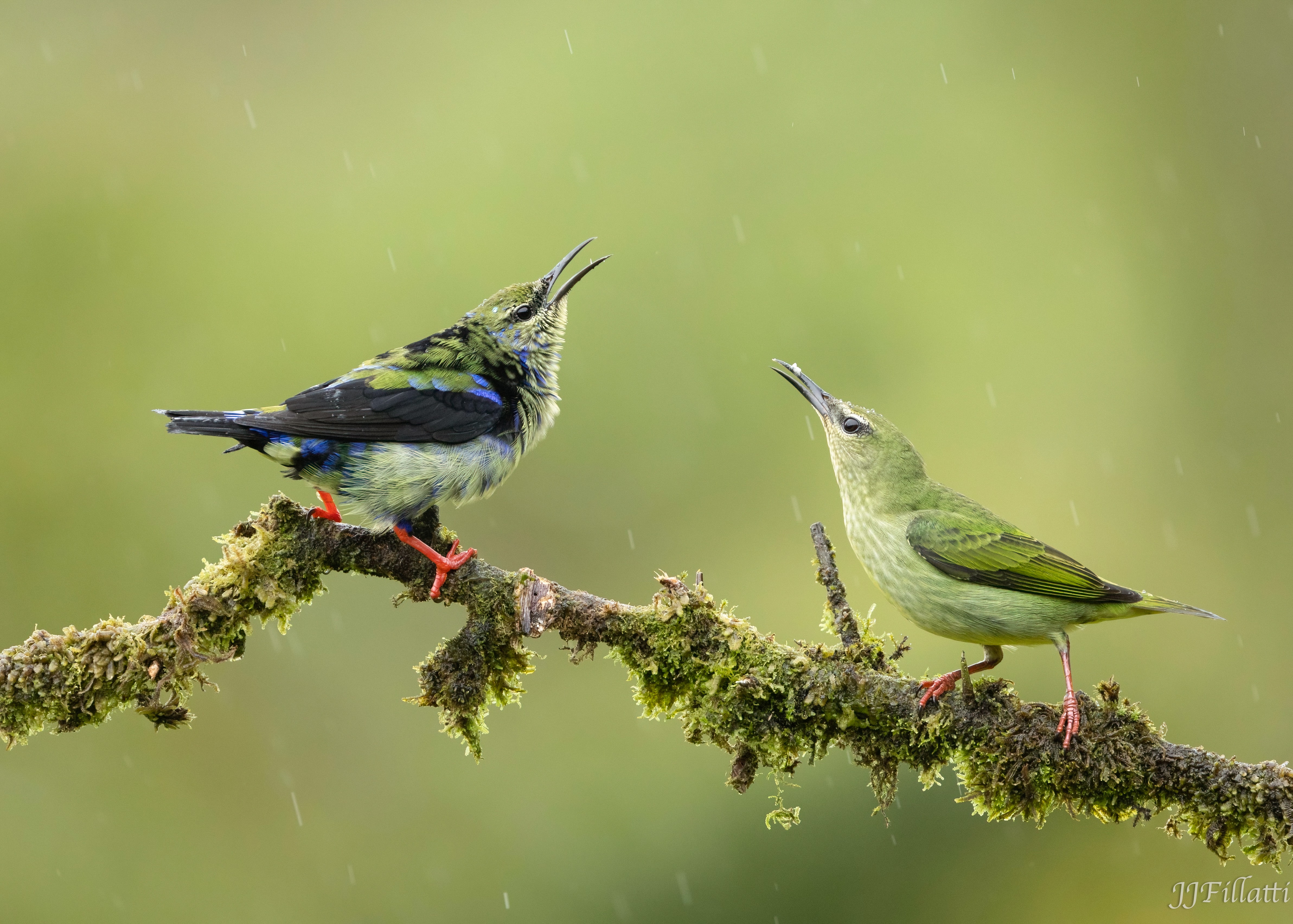 bird of Costa Rica image 3